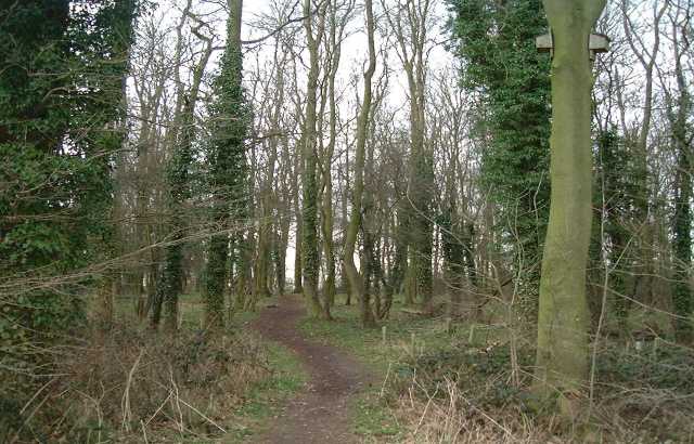 Fox Covert