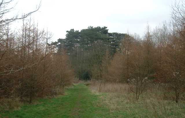 Looking between new trees towards stand of Scots Pines at Cauldwell Covert