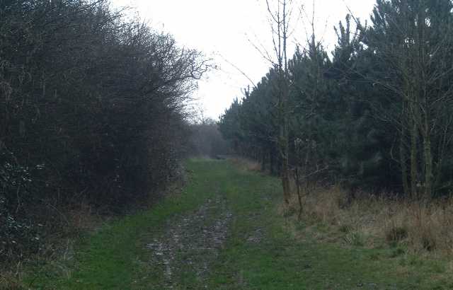 A typical ride between blocks of coniferous on one side and deciduous on the other