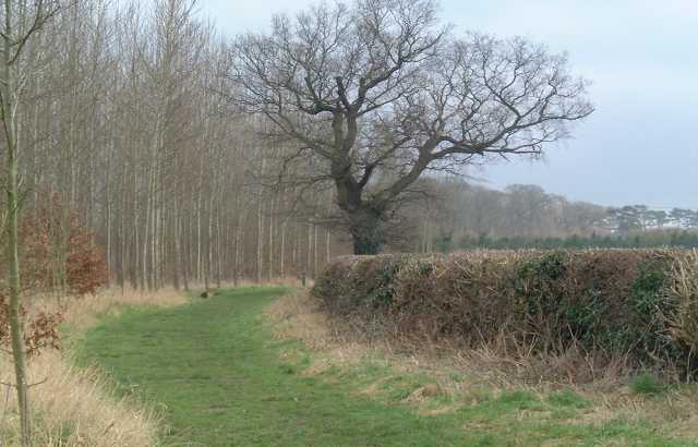 The poplar stand looking south with well-trimmed hedge and fields of Calves Croft Farm to the right of picture