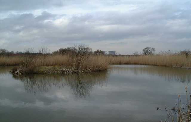 The new lake, home to Reed Warbler