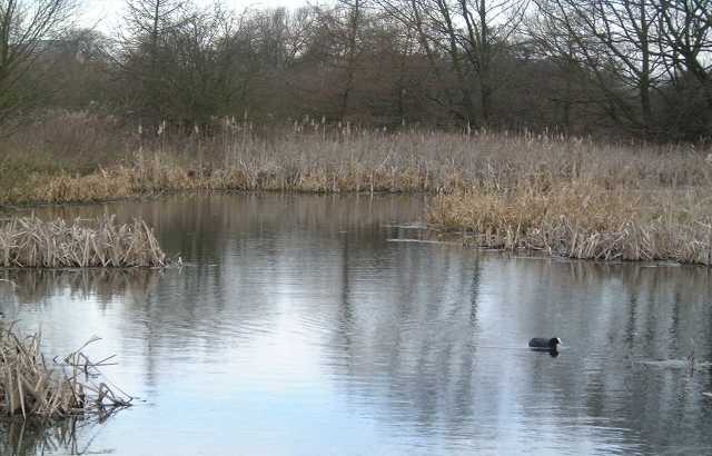 Another view of the original pond taken from the boardwalk
